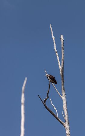 Osprey bird, Pandion haliaetus, in a tree against a blue sky in spring in Southern California, United Statesの写真素材