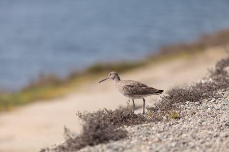 Long billed Dowitcher shorebird called Limnodromus scolopaceus foraging along the shoreline of a Southern California marshの写真素材