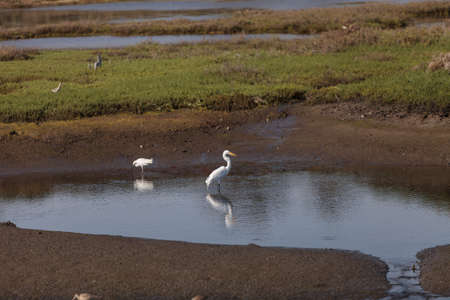 Snowy Egret, Egretta thula, bird forages in a marsh in Huntington Beach, Southern California, United Statesの写真素材