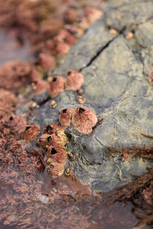 Pink barnacle Tetraclita rubescens clings to a rock in the intertidal zone of Laguna Beach,...