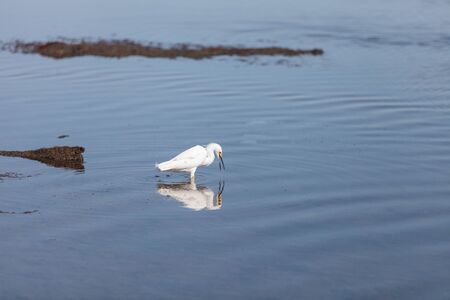 Snowy Egret, Egretta thula, bird forages in a marsh in Huntington Beach, Southern California, United Statesの写真素材