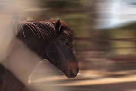Brown Icelandic horse eats hay outside of a barn at a farm in California, United States in summer.の写真素材