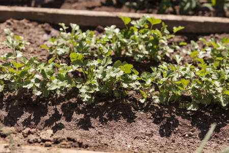 Fresh ripe cilantro grows on a small organic farm in Southern Californiaの写真素材