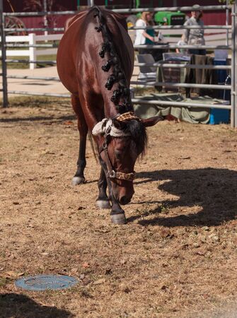 Brown bay horse on a farm and equestrian propertyの写真素材