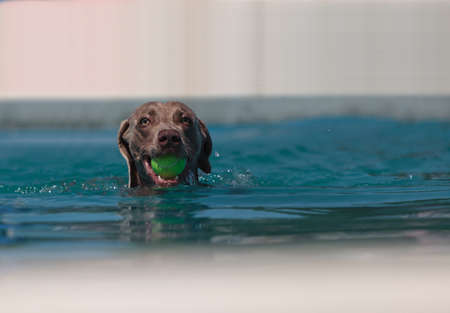 German shorthaired pointer swims with a toy in a pool in summer.の写真素材