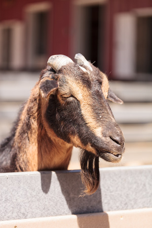 Curious Oberhasli goat Capra aegagrus hircus peers over the fence in a barnyard at a farm in summer.の写真素材