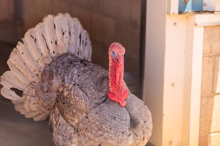 Domestic turkey bird Meleagris gallopavo on a farm with chickens.