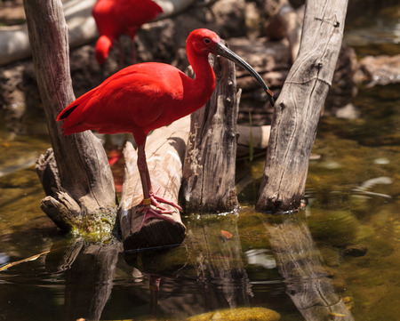 Scarlet ibis, Eudocimus ruber, is a bright pink bird found in the Caribbean and South America in...