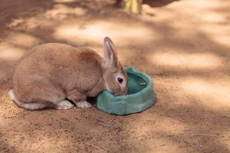 Pet domestic rabbit eats from a bowl outside in its Southern California pen.の写真素材