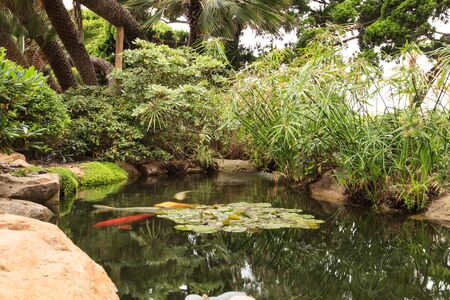 Relaxing, zen like pond with a waterfall, koi fish and tropical plants.の写真素材