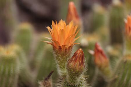 Red orange flower blooms on a Lobivia huascha andalgala cactus in a desert in Argentinaの写真素材