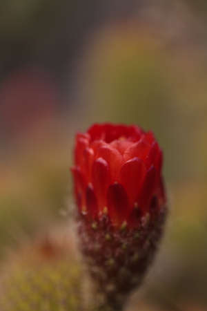 Red orange flower blooms on Trichocereus grandiflorus cactus in the desert.の写真素材