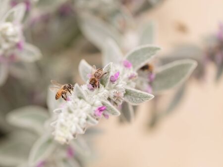 Honeybee, Hylaeus, gathers pollen on a flower in Southern California, United States.の写真素材