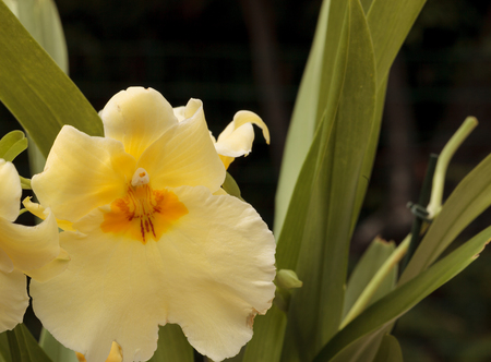 Macro of  a Yellow pansy orchid Miltoniopsis on a green background in spring.