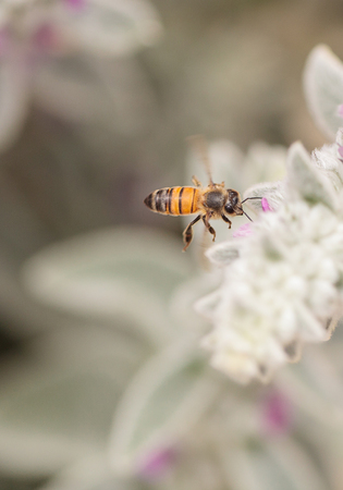 Honeybee, Hylaeus, gathers pollen on a flower in Southern California, United States.