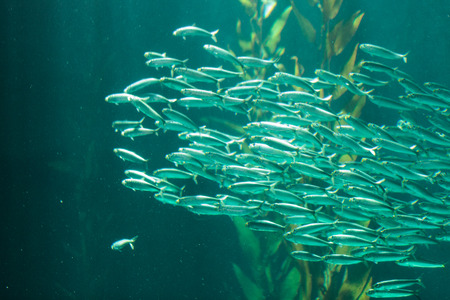 Pacific chub mackerel Scomber japonicus school together in a large aquarium with kelpの写真素材