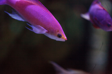 Pink Bicolor anthias fish Pseudanthias bicolor swims over a coral reef in the ocean.
