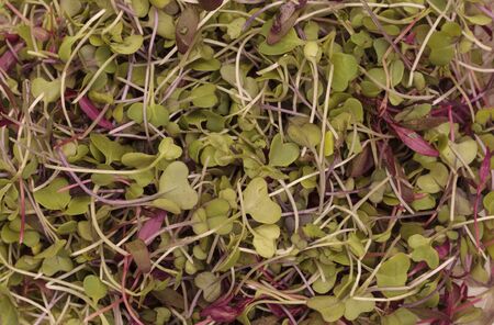 Mixed organic greens, including broccoli sprouts, background