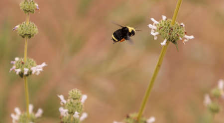 Black and yellow Western Bumble bee Bombus occidentalis gathers pollen in a Southern California...
