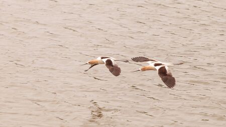 American Avocet shorebirds, Recurvirostra Americana, fly over a marsh in Southern California in springの写真素材