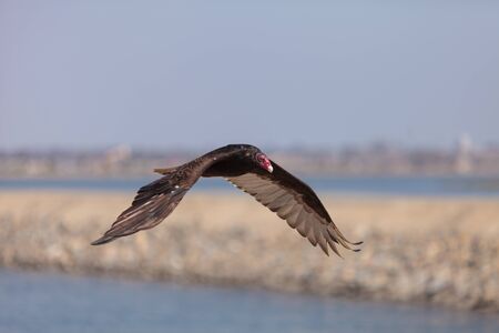 Turkey Vulture in flight (Catharte aura) in Huntington Beach, Southern Californiaの写真素材