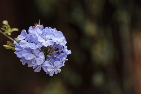Blue flowers of Petrea volubilis, also called the sandpaper vine, which is an evergreen flowering vine native to Mexico and Central America.の写真素材