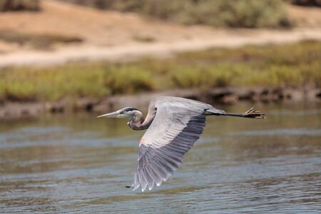 Great blue heron bird, Ardea herodias, flies over the marsh in Huntington Beach, California, United Statesの写真素材
