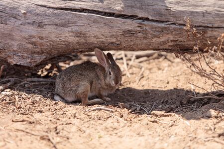 Juvenile rabbit, Sylvilagus bachmani, wild brush rabbit rests under a log in Irvine, Southern California in Springの写真素材