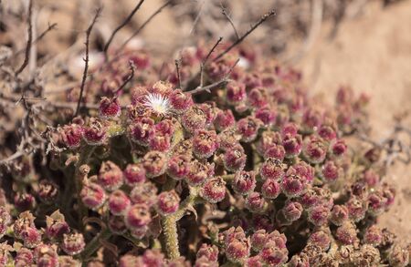 Mesembryanthemum crystallinum, crystalline ice plant, ground cover in southern Californiaの写真素材