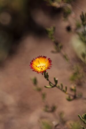 Red rimmed yellow royal dewflower Drosanthemum speciosum flower blooms in a desert in summer