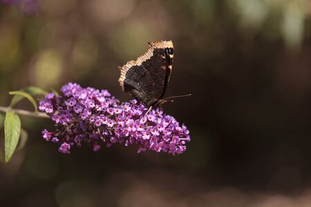 Mourning cloak butterfly, Nymphalis antiopa, in spring