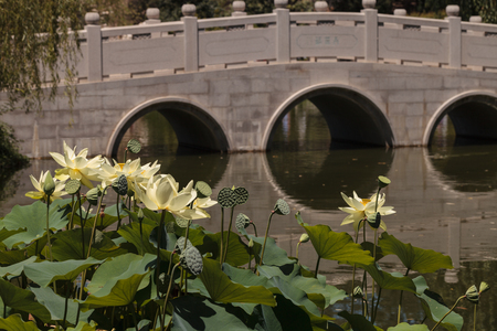 Los Angeles, California, July 2, 2016: Chinese botanical garden at the Huntington Botanical Garden with a pond and bridge in Southern California, United States. Editorial Use Only.のeditorial素材