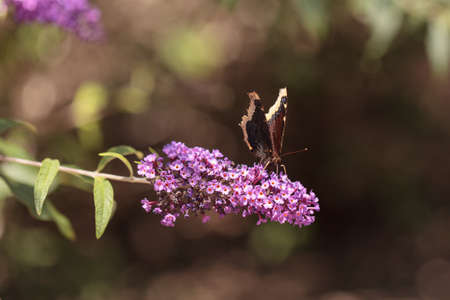 Mourning cloak butterfly, Nymphalis antiopa, in spring