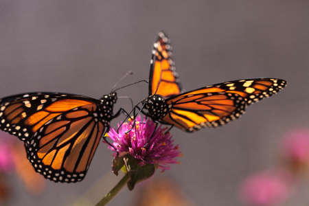 Monarch butterfly, Danaus plexippus, on a bush in spring in Laguna Beach, Southern Californiaの写真素材