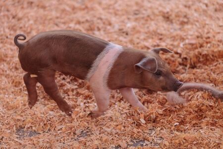 Blue Butt piglets still nursing from their mother sow in summer.の写真素材