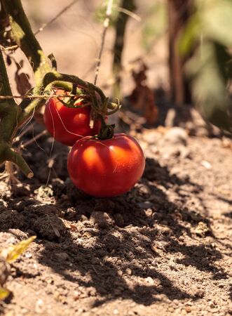 Better boy Tomatoes growing in an organic garden in spring in Southern California.の写真素材