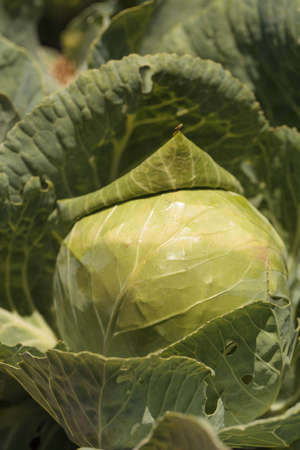 Fresh cabbage grows on a small organic farm in a Southern California garden.