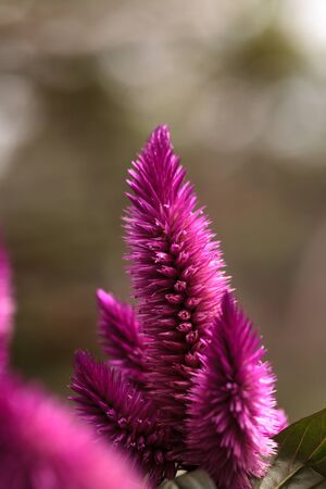 Purple pink flower of Celosia, also known as cockscomb or woolflowers, bloom in Africa, Mexico and even China as a perennial in gardens in summer.の写真素材