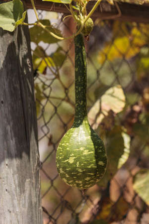 Gourds grow on a vine on a small organic farm in summer.の写真素材