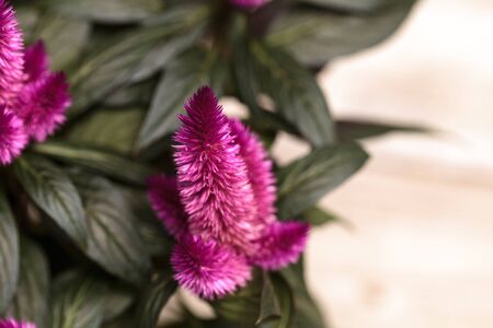 Purple pink flower of Celosia, also known as cockscomb or woolflowers, bloom in Africa, Mexico and even China as a perennial in gardens in summer.の写真素材