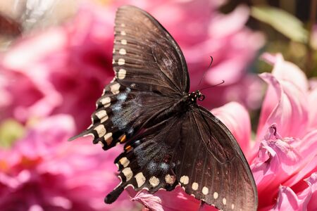 Spicebush swallowtail butterfly, Papilio troilus, is found in North Americaの写真素材