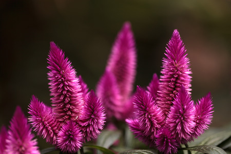 Purple pink flower of Celosia, also known as cockscomb or woolflowers, bloom in Africa, Mexico and even China as a perennial in gardens in summer.の写真素材