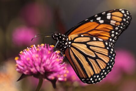 Monarch butterfly, Danaus plexippus, on a bush in spring in Laguna Beach, Southern California