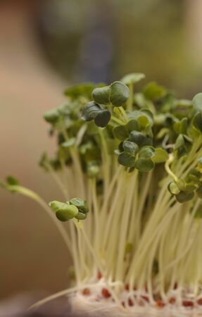 Green radish sprouts are healthy and can be used in a salad or on a sandwich.の写真素材