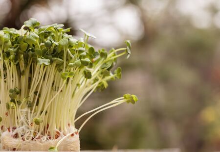 Green radish sprouts are healthy and can be used in a salad or on a sandwich.の写真素材