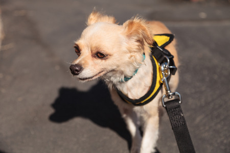 Small blond Chihuahua puppy dog in a yellow harness on a walkの写真素材