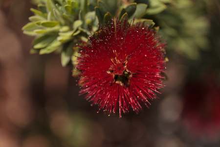 Spiky red puff flower Calliandra haematocephala on a green background in a botanical garden in summerの写真素材