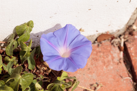 Purple mourning glory flower Ipomoea tricolor blooms on a vine in a Southern California garden