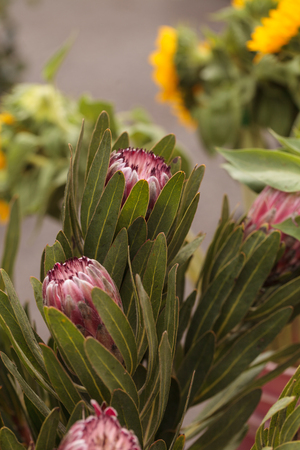 Pink princess protea grandiceps flower bouquet at a farmers market in summerの写真素材