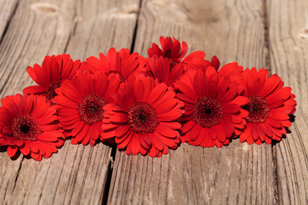 Red gerbera daisies clustered on a rustic wood picnic table backgroundの写真素材